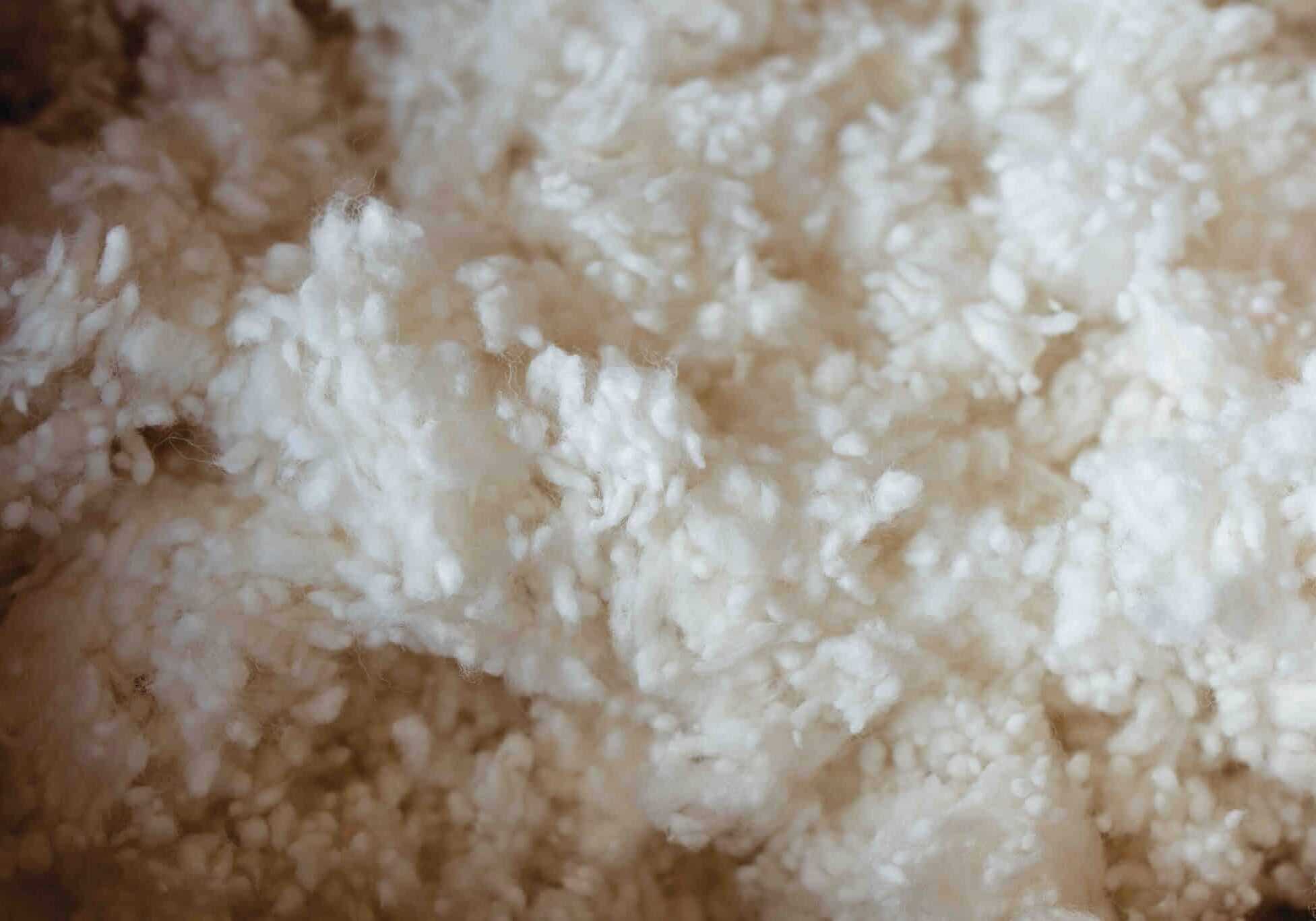 Top Image. “Now our warehouse assistants are just part of the team,” says Amanda. “We’d love to be an inspiration for
other businesses to look at hiring people with additional needs.”
Above. “In the fifties in New Zealand, eighty-five per cent of homes had a wool carpet, now it’s under ten per cent. It’s like actually we’ve got to get people back into understanding that wool is the superior fibre. You can treat this stuff as rough as you like. You can party on it, live on it, eat and drink on it, and it just keeps on coming back.”