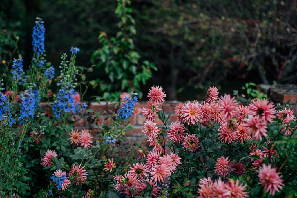 pink and purple flowers in Barewood Garden