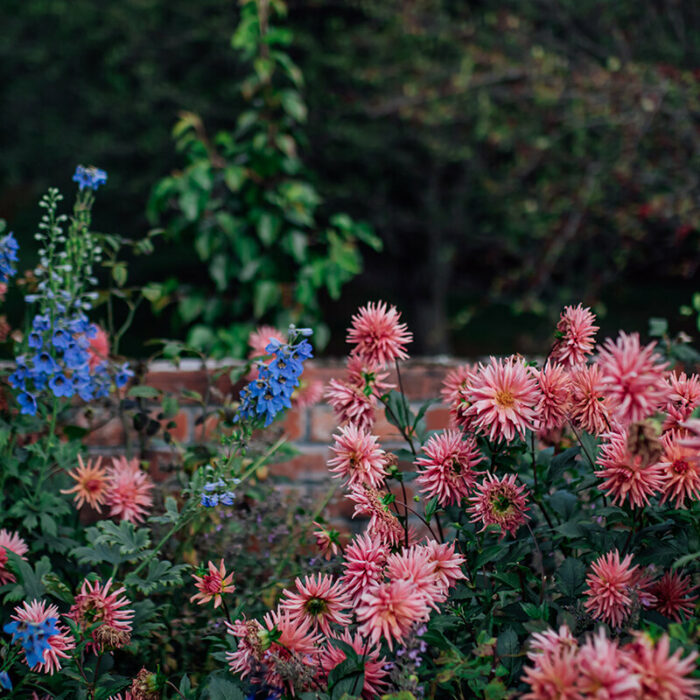 pink and purple flowers in Barewood Garden