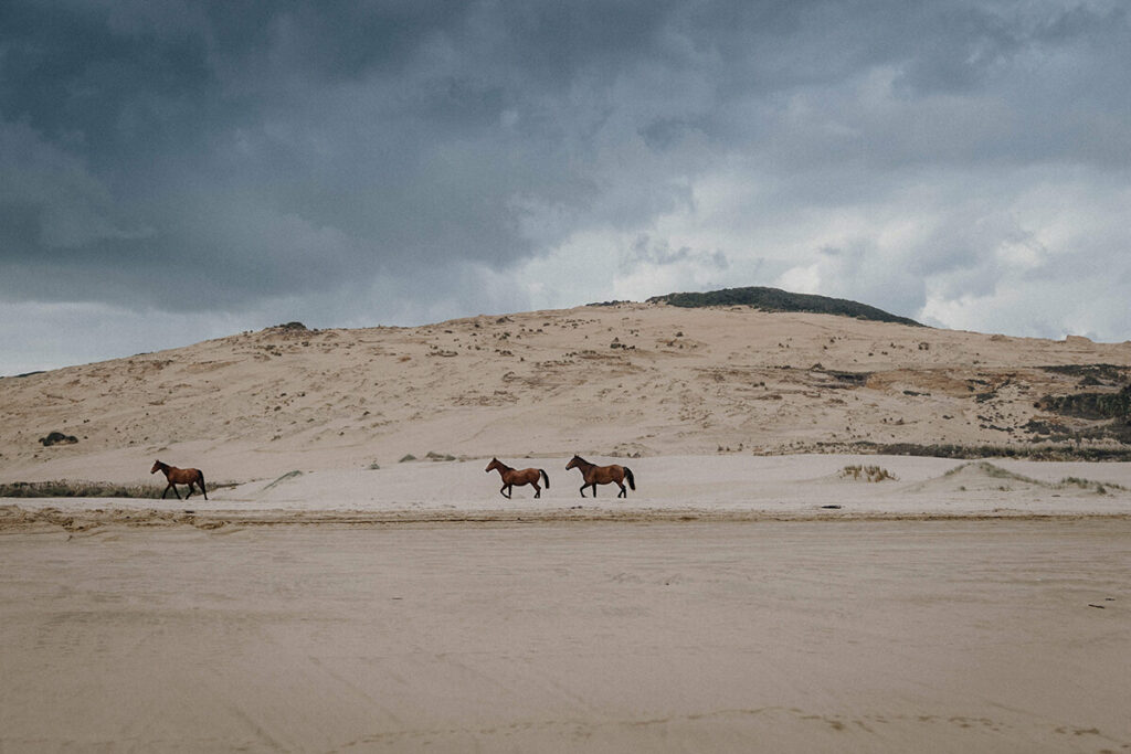 Three horses in a sandy plain