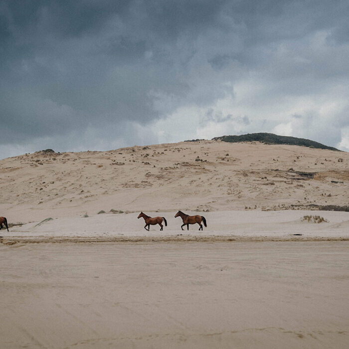 Three horses in a sandy plain