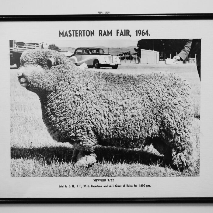 Picture of a ram