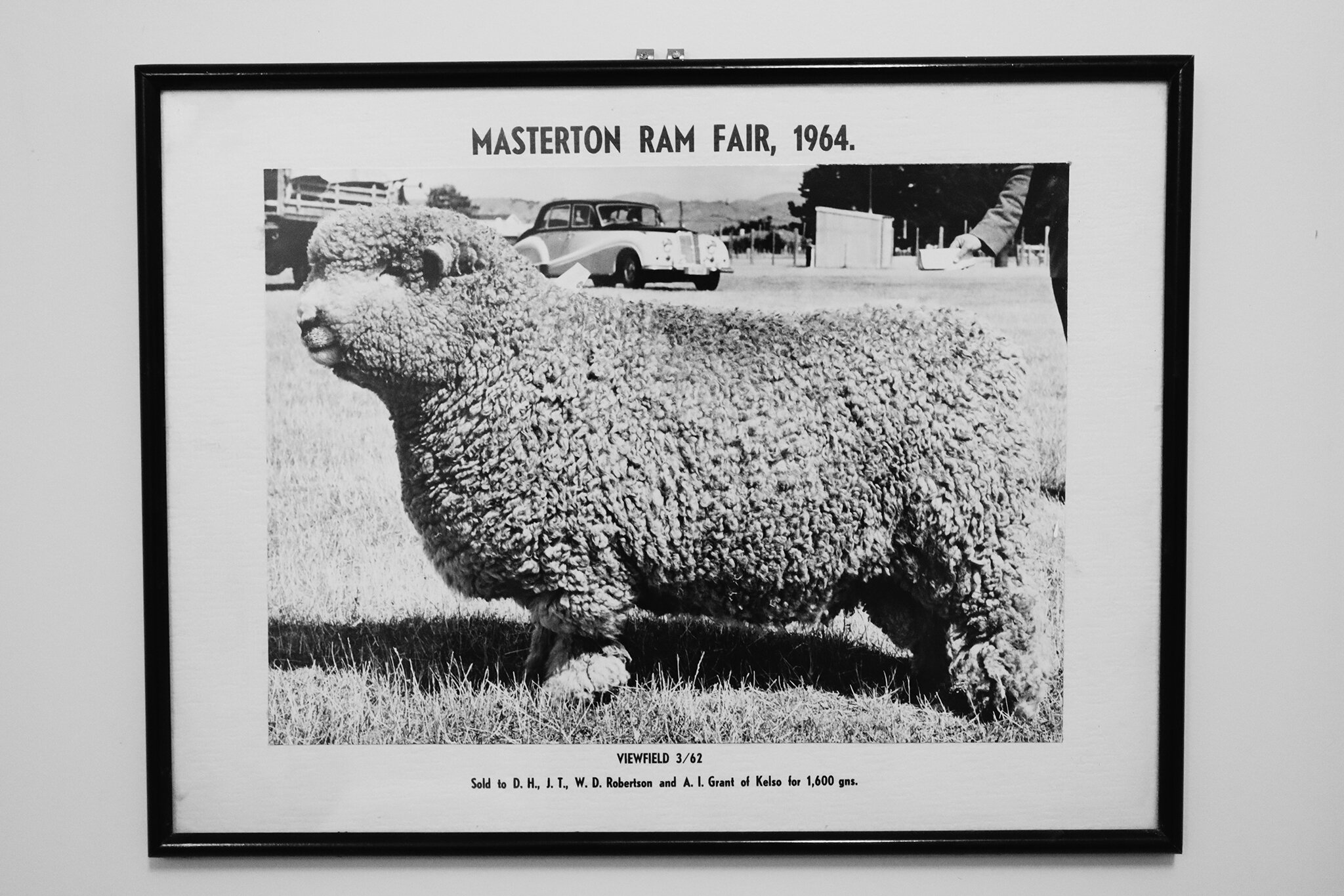 Picture of a ram