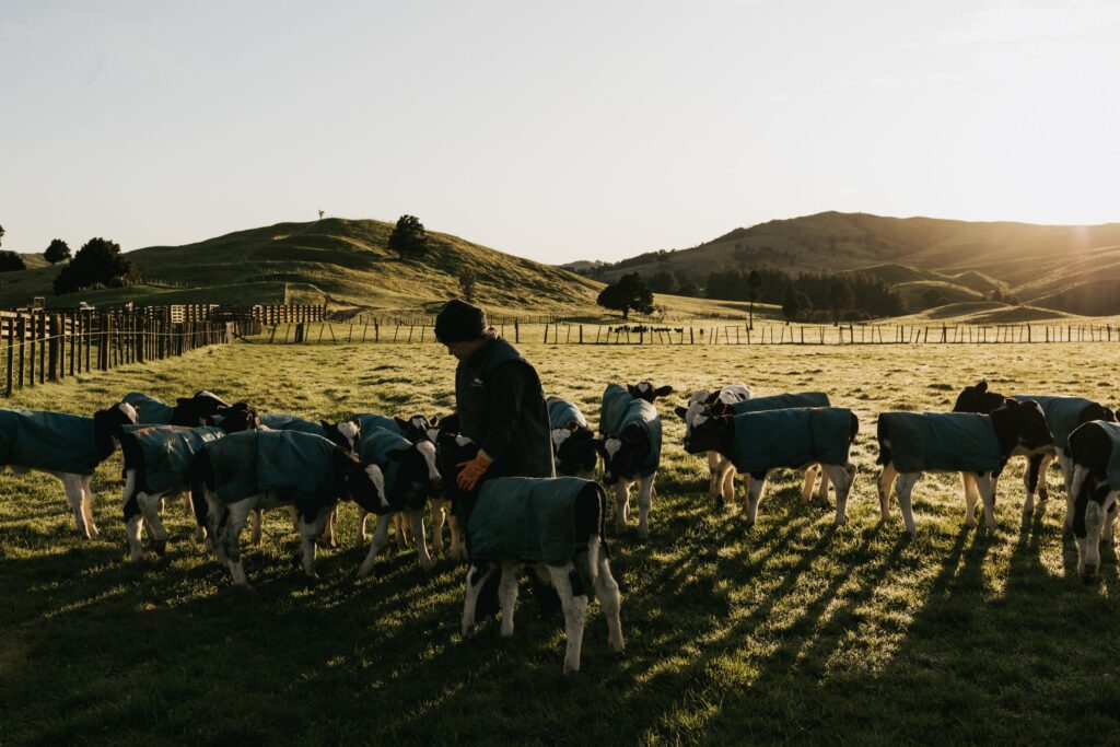 Michelle feeding calves