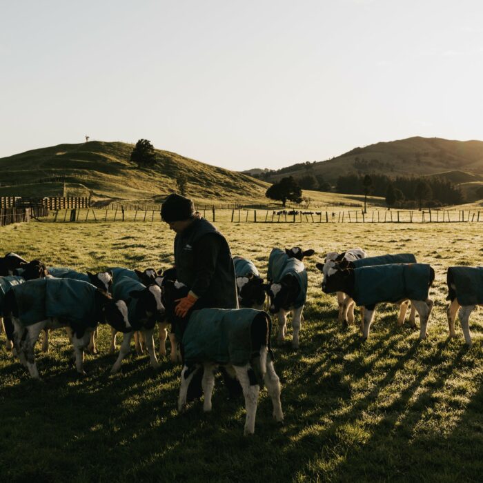 Michelle feeding calves