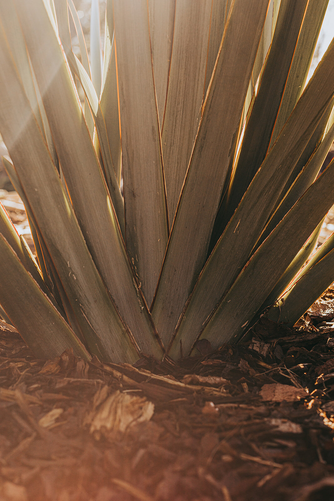 Flax plant